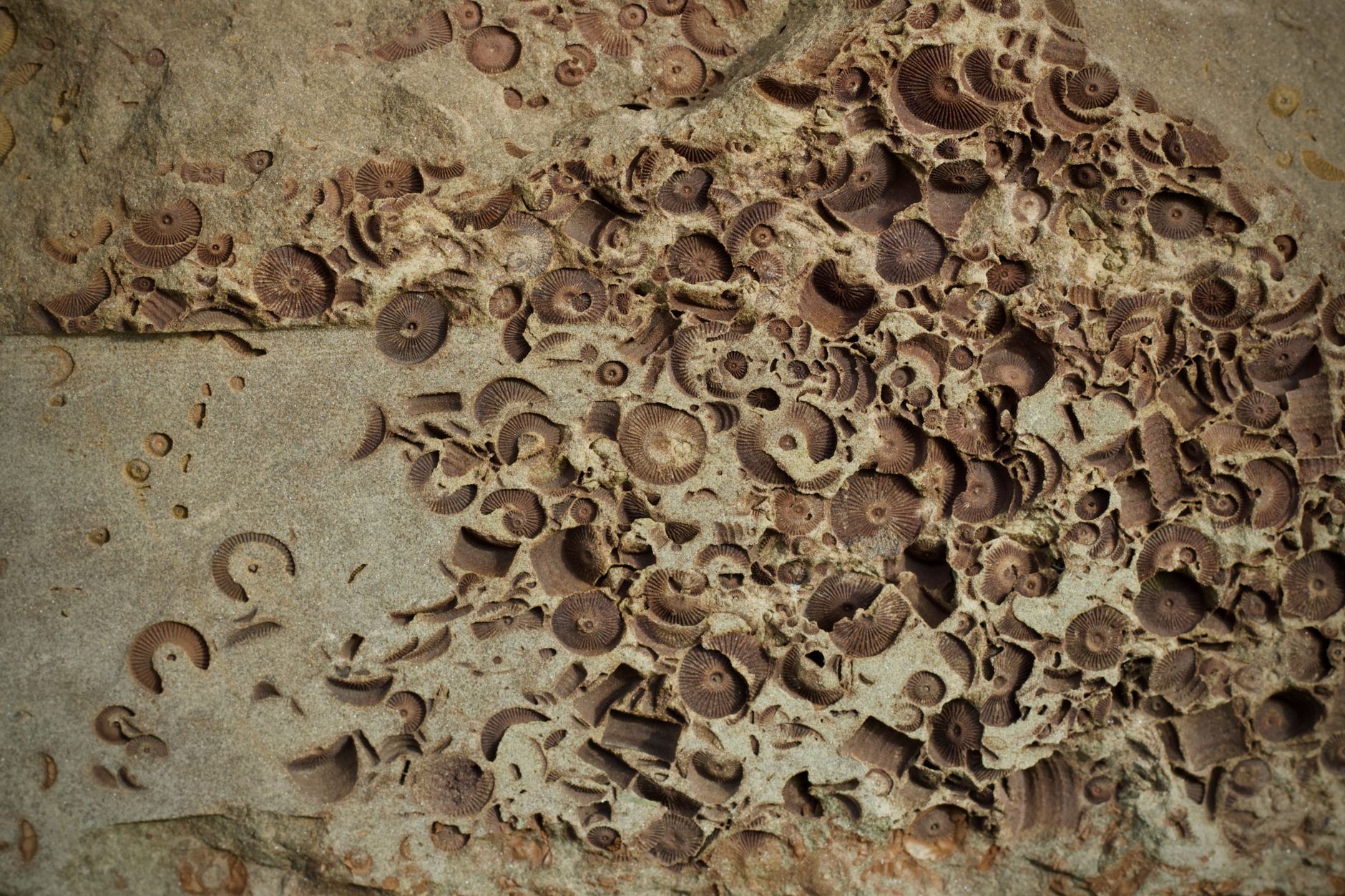 Denisovans fossils and tools: The Clear Evidence Unveiled