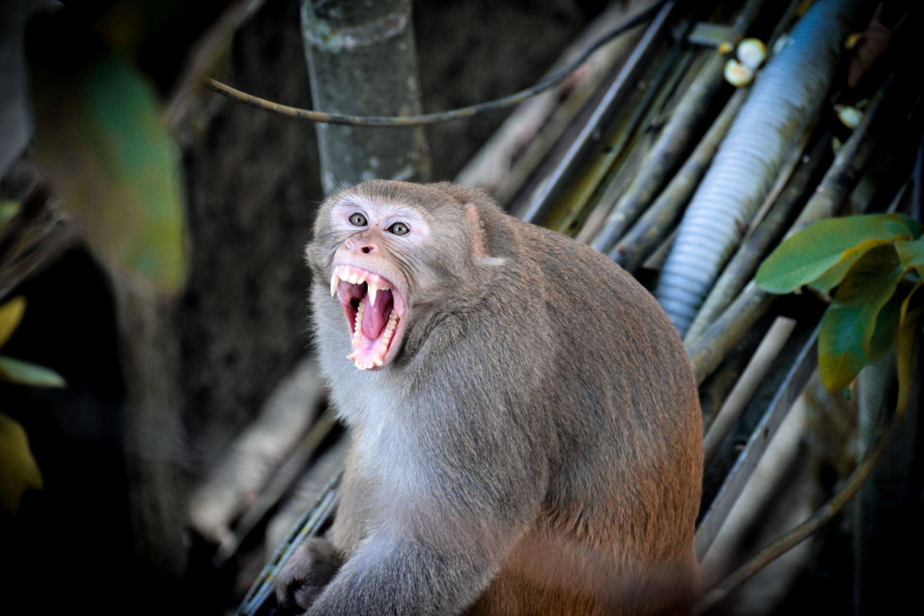 Monkeys Survive Space Travel: What Makes This a Historic Event?