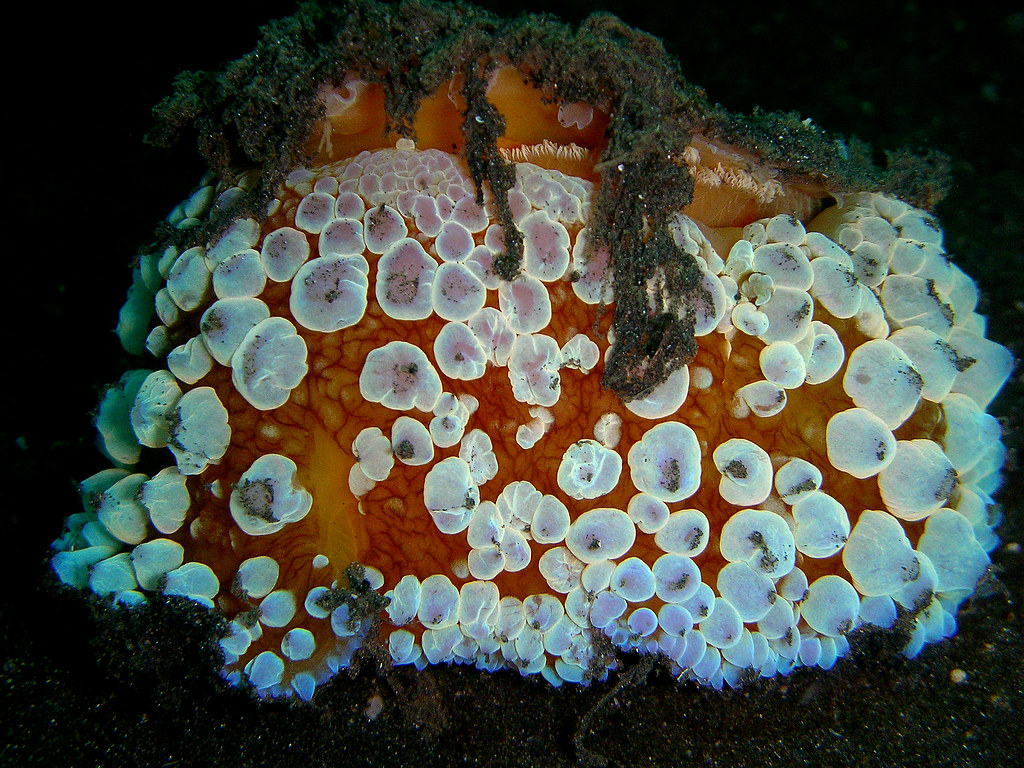 Underwater umbrellas for corals: A smart solution for hotter seas
